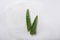 Sliced aloe vera in gel with oxygen. Skincare and healthcare concept, anti-aging serums, moisturizing gels...