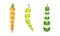 Sliced Carrot, Pepper and Zucchini Arranged in Vertical Row as Cut Food Vector Set