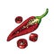 sliced chili pepper sketch hand drawn vector