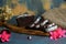 Sliced chocolate muffin lies on a cutting board. Background