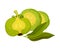 Sliced Garcinia Cambogia Fruit Looking Like Small Green Pumpkin Vector Illustration