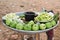 Sliced green guava with other mixed fruits decorated well for the customers in dhaka, Bangladesh