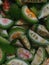 Sliced pieces of spiny gourd for cooking.