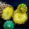 Sliced ripe and yellow pineapple in black plate and decorations for cocktails, umbrellas, dark background