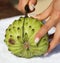 Sliced sugar apple in the hand