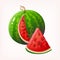 Sliced watermelon image. Isolated vector illustration of colourful fruit