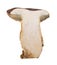 Sliced wild mushroom  on whita background