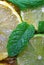 Slices of limes and lemons, leaves of mint and cane sugar