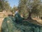Slicing and collecting olives for the production of extra virgin