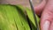 Slicing ripe avocado knife, static macro shot