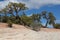 Slickrock and Junipers on the Ribbon Trail