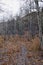 Slide Canyon hiking trail fall leaves mountain landscape view, around Y Trail, Provo Peak, Slate Canyon, Rock Canyon, Wasatch Rock