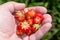 Slide garden strawberries in the palm of your hand. Picking strawberries.