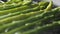 Slide slow motion shot of cooking frozen green asparagus on grill pan