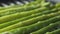 Slide slow motion shot of cooking frozen green asparagus on grill pan