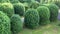 Slider Panorama shot a large green leafy topiary trees in the park. Landscape design of the summer park.
