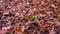 Slider shot of dry autumn leaves on the ground in the deciduous tree forest area