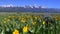 a slider shot of yellow balsam root flowers and grand teton mountain in grand teton national park