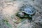 Slider turtle