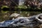 Slider Turtle basking on a log in Hard Labor Creek State Park, Georgia