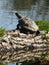 Slider turtle closeup