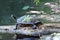 Slider Turtle log Silver River Silver Springs Florida