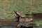 Slider Turtle sunning on submerged stump in weed filled pond