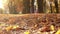 Sliding camera: a woman jogs in autumnal park filled with yellow and orange leaves