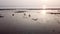 Sliding over low tide mangrove tree during sunset