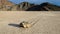 Sliding Stones On Dry Lake in Racetrack playa