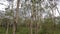 Sliding view the rubber tree plantation