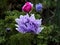 With the slight veil of blurring from the picture, the purple flowers of a peony plant, Paeonia,