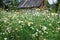 slightly blurred field of daisies by an abandoned shabby barn