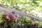 Slightly blurred nature background : Mushrooms in the Amazonian jungles, South America