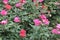 Slightly different view roses, summer flowers with depth of field perspective