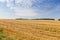 Slightly hilly field of ripe barley in sunny windy weather