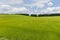 Slightly hilly field of unripe barley against forest and sky