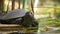 A slightly moving footage of a turtle enjoying and observing the environment near a swamp