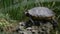 A slightly moving footage of a turtle lying on a stone, enjoying and observing the environment