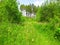 A slightly overgrown path whit pine trees in the horizon