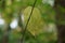 Slightly yellowed leaf in early autumn in the forest