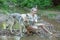 Slim ethnic girl with her wolf dog in the deep forest alone