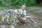 Slim ethnic girl with her wolf dog in the deep forest alone