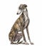 Slim galgo looking backwards, isolated