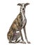 Slim galgo sitting, isolated