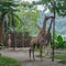 Slim giraffe stretches to the top of a tree beside their brethren in the Singapore zoo