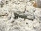 Slim green lizard sunbathing on a rock in Croatia