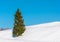 Slim green spruce tree on a snowy hillside.