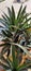 Slim Pointed  Green Leaf Desert  Cactus Type  Pineapple Top look Succulent plant  Desert Foliage