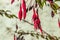 slim red fuchsias hanging in summer sunlight